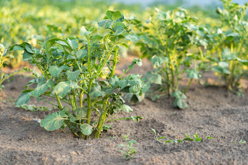 Young green potato bushes on a farm field