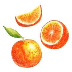 Fruit set of sliced orange slices. Hand drawn watercolor illustration isolated on white background