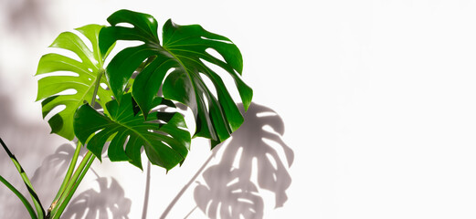 green Monstera deliciosa Leaf with Shadows on white  Background, Indoor House Plants, copy space