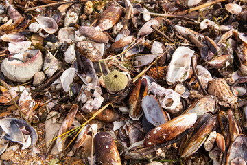 Sea shells of all shapes laying on a sandy beach