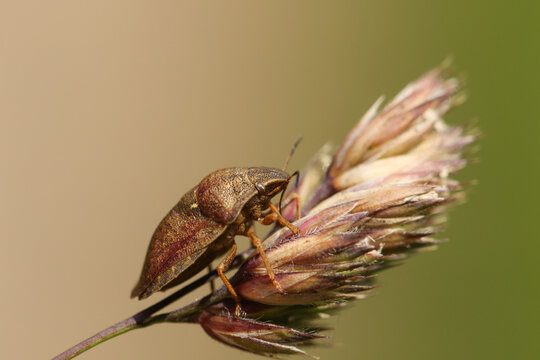 A Tortoise Bug, Eurygaster (cf) testudinaria, on grass seeds in a meadow.