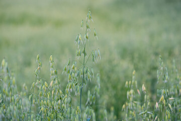 Green ears of oats in agricultural field in summer