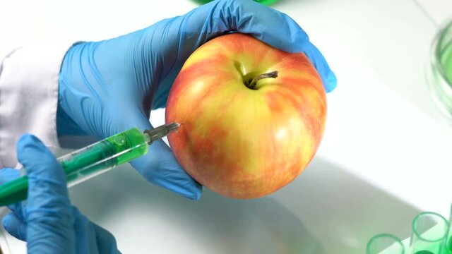 A biologist injects an apple with a syringe. Genetically modified organism. Scientific experiment. Close-up, 4K UHD.