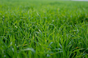 Young wheat plants growing on the soil, Amazingly beautiful endless fields of green wheat grass go far to the horizon.