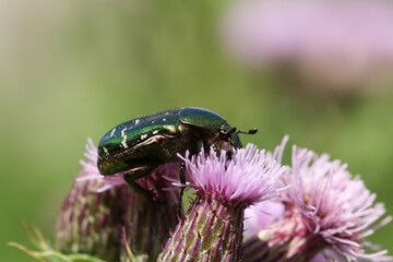 A pretty Rose Chafer or Green rose Chafer Beetle, Cetonia aurata, pollinating thistle flowers.