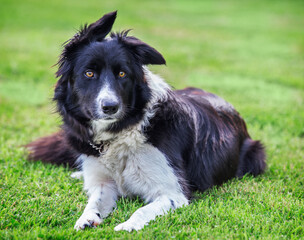Young border collie dog with soft floppy ears