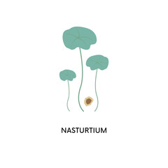 Nasturtium microgreens and seed vector illustration. Superfood, home gardening, greens. Can be used for topics like healthy eating, seed germination, cooking