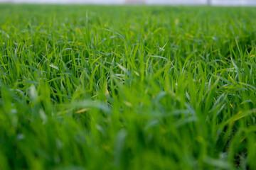 Young wheat plants growing on the soil, Amazingly beautiful endless fields of green wheat grass go far to the horizon.