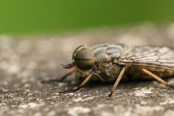 A hunting Band-eyed Brown Horsefly, Tabanus bromius, perching on a wooden fence at the edge of woodland.