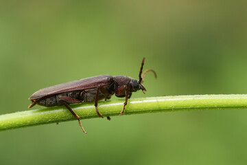 A Longhorn Beetle, Arhopalus rusticus, resting on a plant stem in woodland.