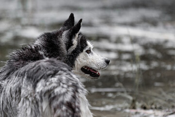 A wet dog of the Siberian Husky breed in cold weather or the winter season in spring or autumn stands on a blurred background of water in the wild outdoors alone without a leash and a collar close-up.