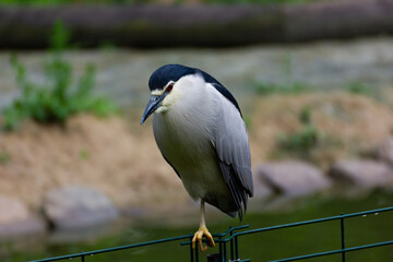 Close-up shot of a bird of the species Common Night Heron or Nycticorax nycticorax sits on one leg on a fence against a blurred background outside on the street.