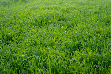 Young wheat plants growing on the soil, Amazingly beautiful endless fields of green wheat grass go far to the horizon.