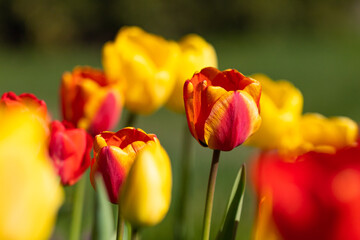Tulip Amazing flower nature red yellow