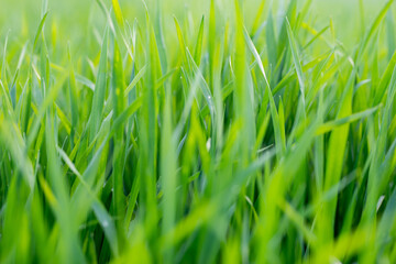 Young wheat plants growing on the soil, Amazingly beautiful endless fields of green wheat grass go far to the horizon.
