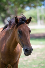 Obraz na płótnie Canvas Close up photo of a horse as it walks through the grass.