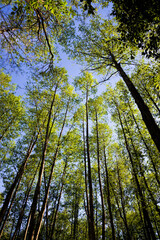 trees and plants