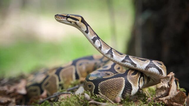 The snake raised its head and looks up. A big boa constrictor is watching its prey. Blurred background, 4K UHD.