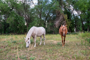 horses in the meadow