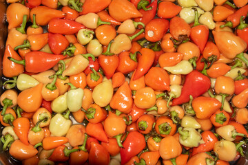 Hot peppers