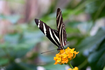 zebra butterfly in white and black on a yellow flower