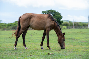 Obraz na płótnie Canvas A horse eating from the grass