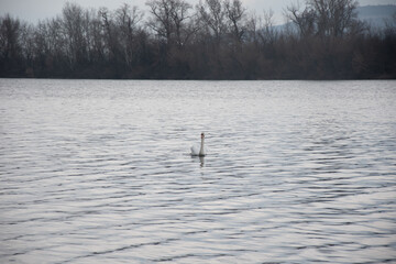 Swan sails on water