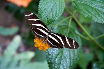 zebra butterfly in white and black on a yellow flower