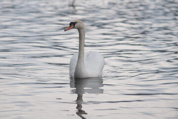 Swan sails on water
