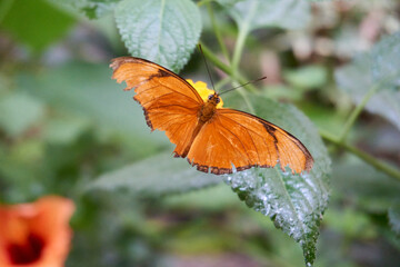 close up of a brown black butterfly