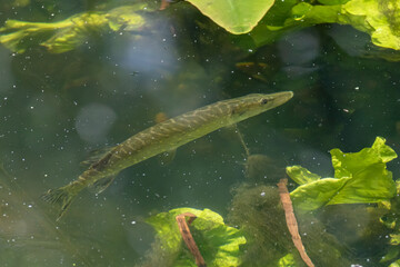 Young pike fish in the river Colne, England, UK
