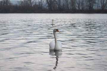 Swan sails on water