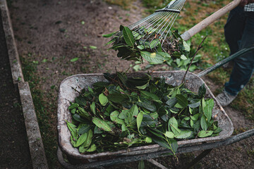 Gardener gathering fallen leaves and garbage with garden tongs and shovel in wheelbarrow, springtime cleaning of backyard. Vintage concept