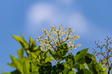 Close up of sunlit white tree blossoms against clear sky