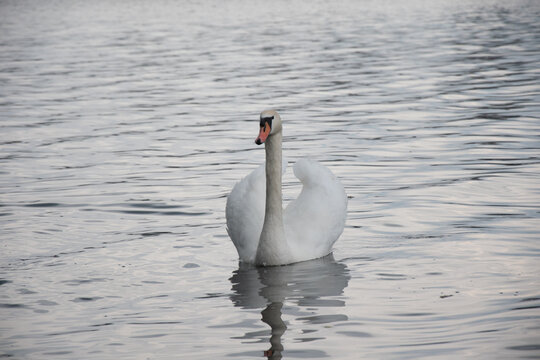 Labud Bilder – Durchsuchen 60 Archivfotos, Vektorgrafiken und Videos ...