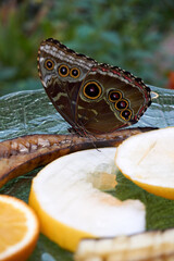 close up of a brown peacock butterfly eating