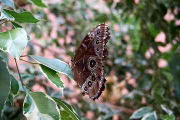 Obraz premium close up of a brown peacock butterfly eating