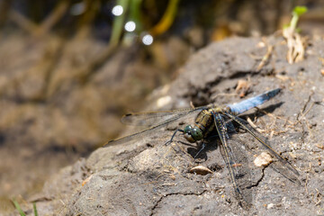 Black-tailed skimmer dragonfly on the river bank
