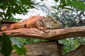 iguana sunbathing and sticking out the tongue