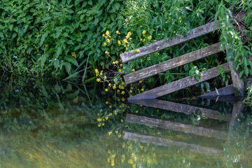Broken fence and yellow flowers on river bank reflecting in the water