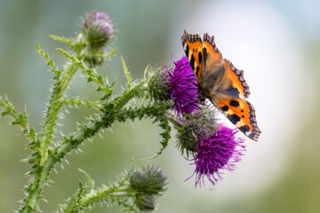 Small tortoiseshell butterfly (Aglais urticae) perching on a thistle flower