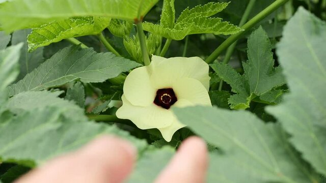 Blooming okra (abelmoschus esculentus) growing in garden