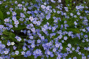Summer meadow background with blue flax flowers. Gentle flowering plants. Top view