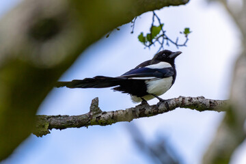 Magpie on a branch