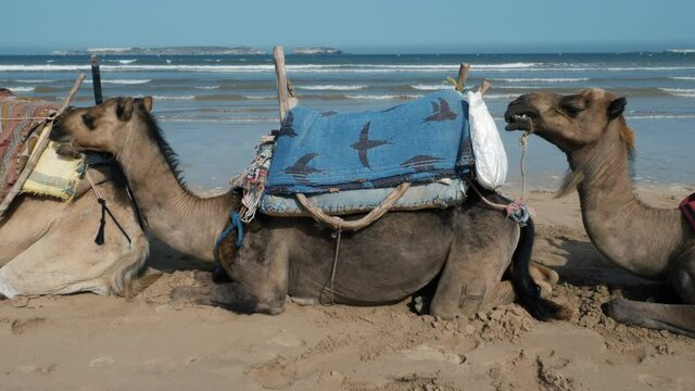 Dromedaries (camels) chewing, waiting for tourists at the beach of Essaouira, Morocco. Low angle view, panning.