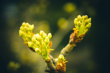 Buds in the spring of domestic pear