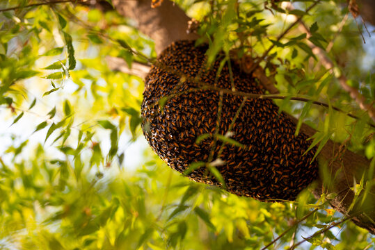 Honeybee swarm hanging on the tree, Swarm of bees building a new hive surrounding the tree.