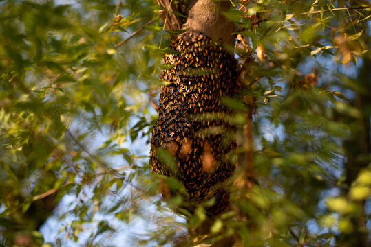 Honeybee swarm hanging on the tree, Swarm of bees building a new hive surrounding the tree.