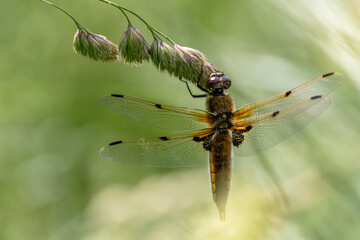 Four-spotted Chaser dragonfly perching in the grass