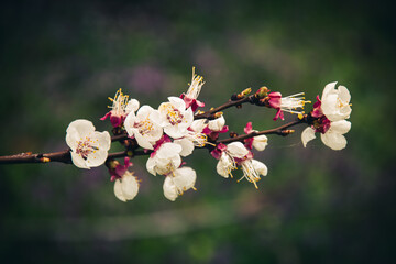 April apricot flower